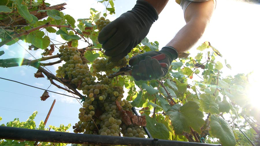 Harvesting of a bunch of grapes