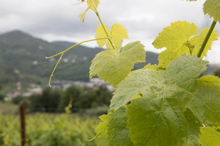 Detail of a leaf and in the background the vineyard of Villa Cambiaso