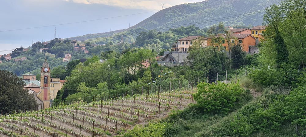 View of the vineyard on the hills of Morego