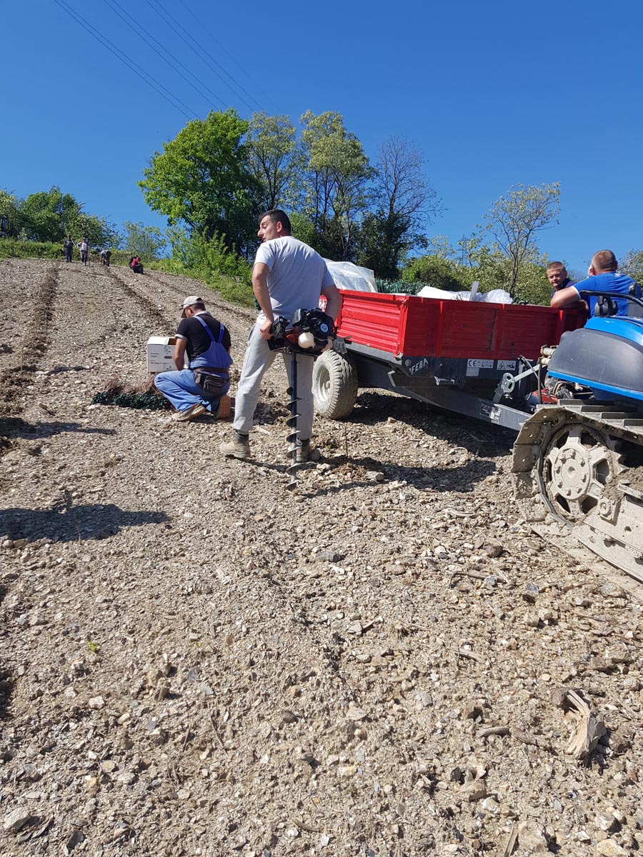 Procedure for the planting of the new vineyard