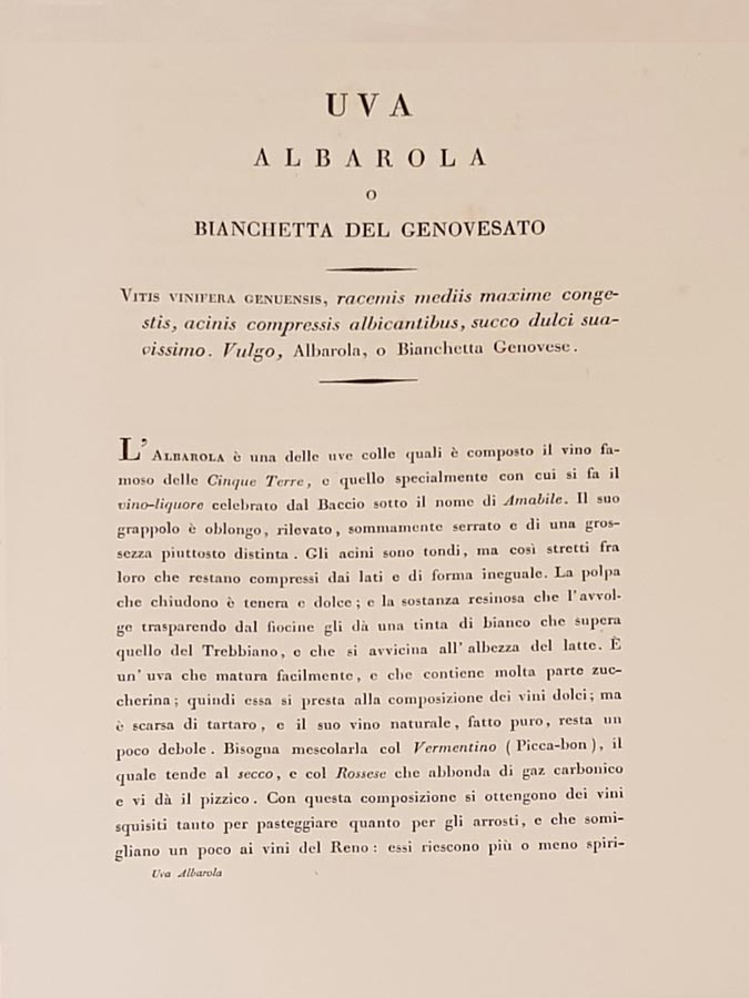 Ancient book of Albarola, Bianchetta and Vermentino wines