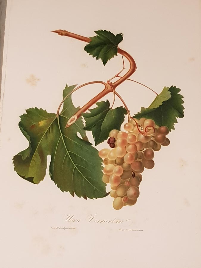 Ancient book of Albarola, Bianchetta and Vermentino wines