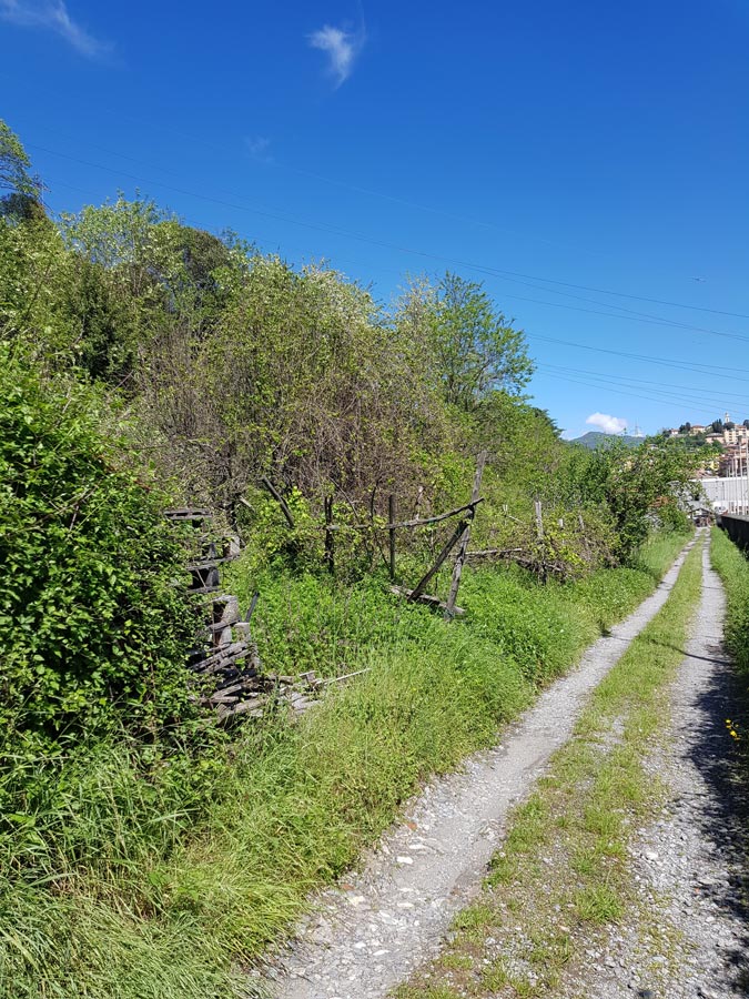 Foto di un sentiero verdeggiante nei pressi del vigneto
