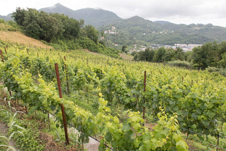 View of the vineyard on the hills of Morego