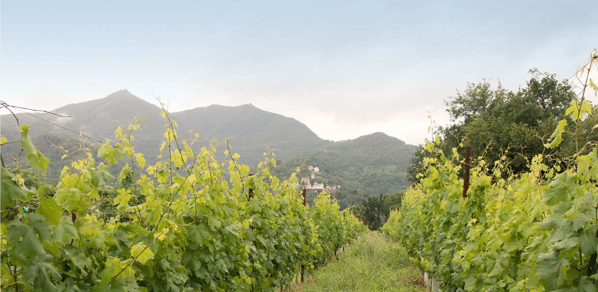Vineyards of Villa Cambiaso
