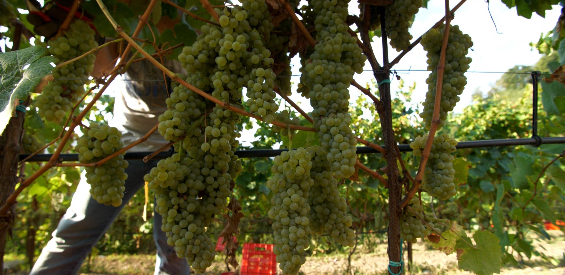 Photos of the bunches of grapes that are harvested