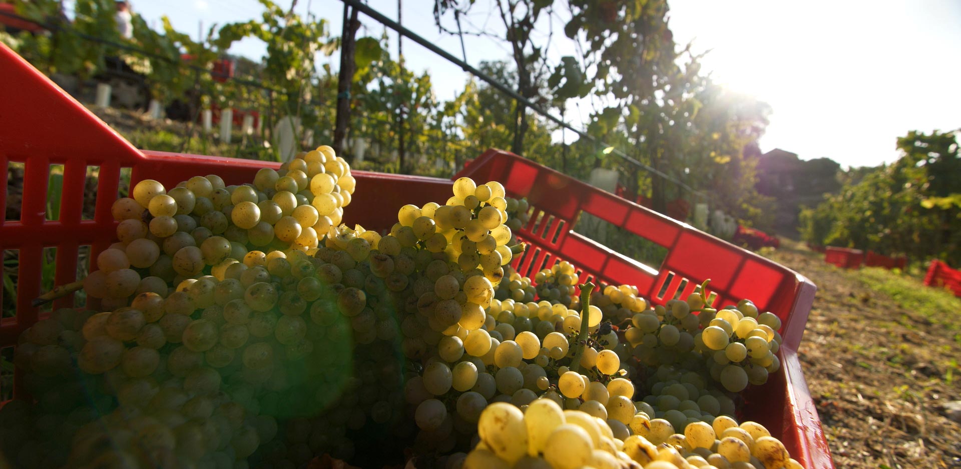 Grape basket close-up