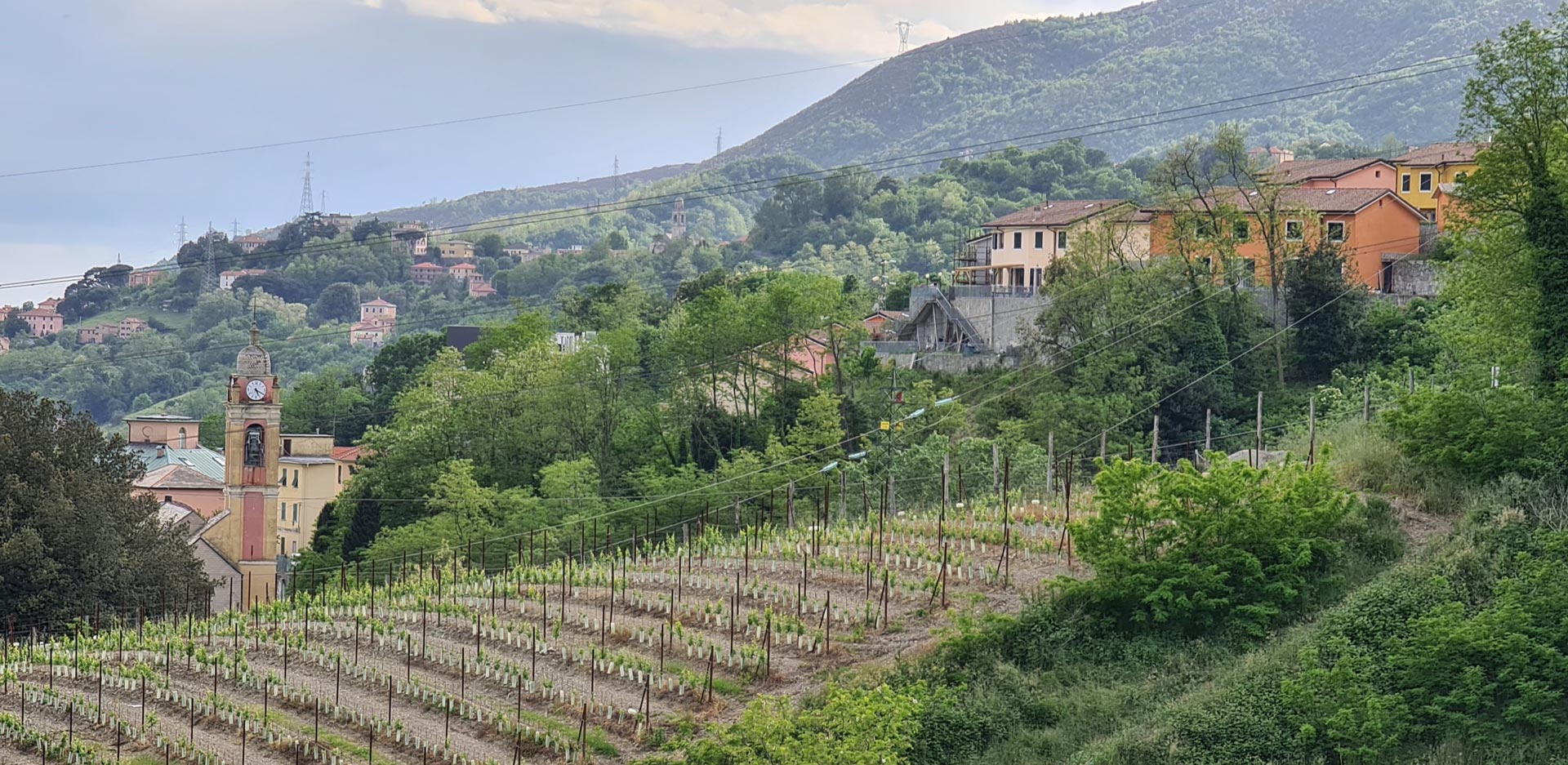 Top view of the grape harvest in the vineyards of Villa Cambiaso